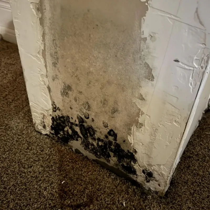 Professional Mold Removal in Sumter County, SC